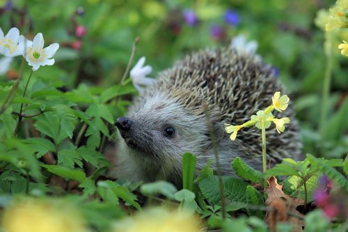 Igel auf einer Blumenwiese